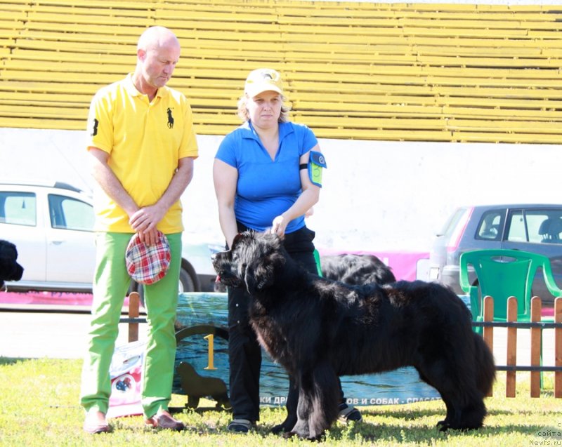Фото: ньюфаундленд Акватория Келвин Фиона (Aquatoriya Kelvin Fiona)