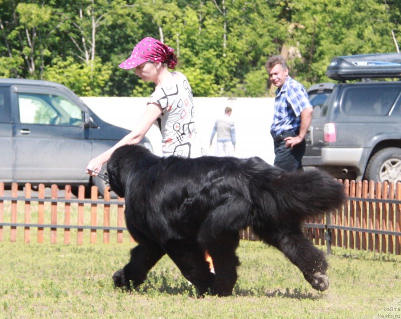 Фото: ньюфаундленд Моон Броок Аристократ (Moon Brook Aristocrat)