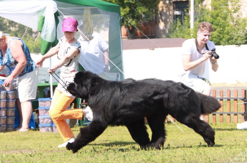 Фото: ньюфаундленд Моон Броок Аристократ (Moon Brook Aristocrat)