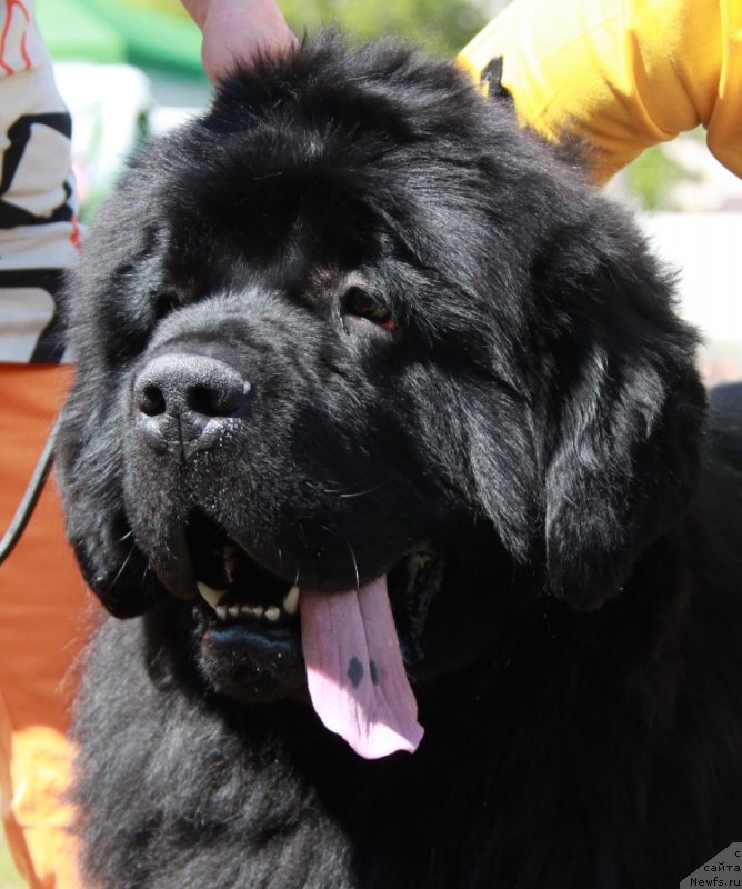 Фото: ньюфаундленд Моон Броок Аристократ (Moon Brook Aristocrat)