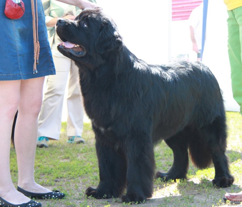 Фото: ньюфаундленд Антарио Блэк Стайл (Antario Black Style)
