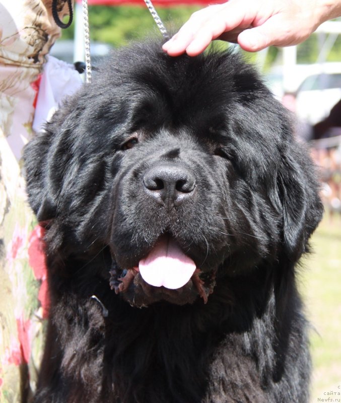 Фото: ньюфаундленд Bears Cove Lucky Break