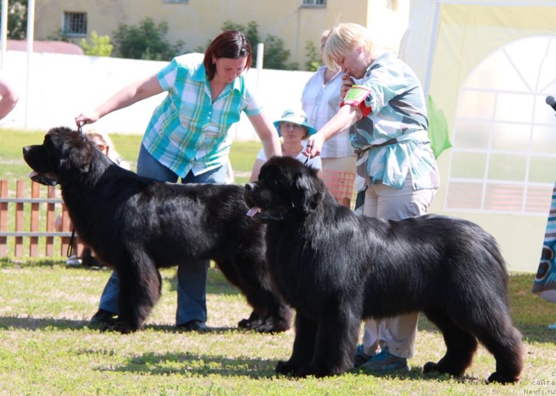Фото: ньюфаундленд Акватория Келвин Ультиматум (Aquatoriya Kelvin Ultimatum), ньюфаундленд Акватория Келвин Нобель (Aquatoriya Kelvin Nobel)