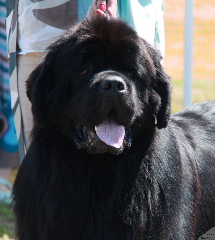 Фотография № 130583