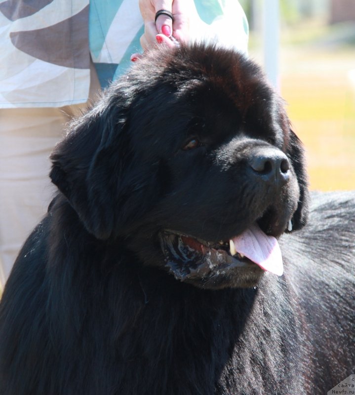 Фото: ньюфаундленд Акватория Келвин Нобель (Aquatoriya Kelvin Nobel)