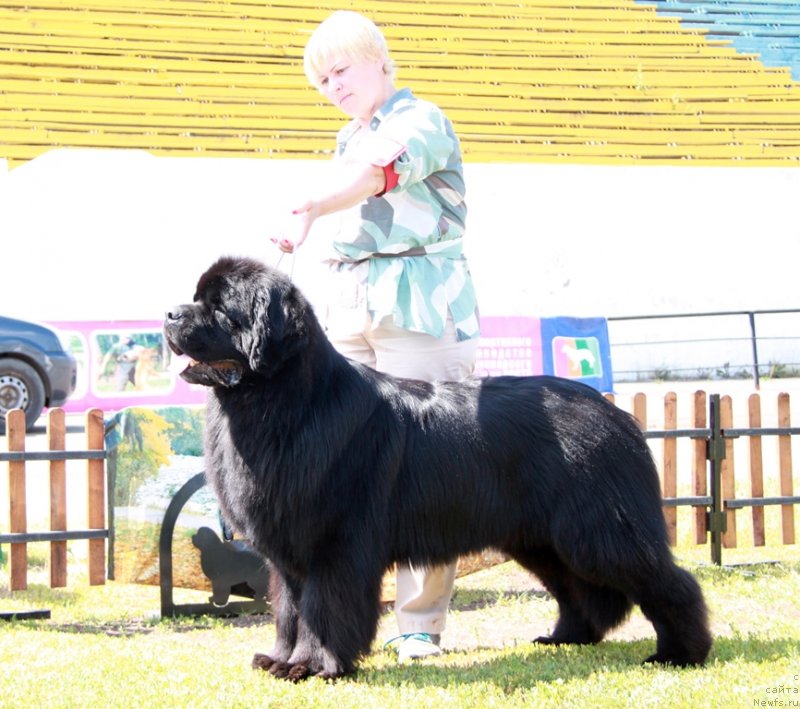 Фото: ньюфаундленд Акватория Келвин Нобель (Aquatoriya Kelvin Nobel)