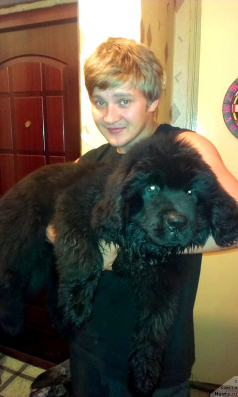 Фото: ньюфаундленд Винсент Друкки Интригант, Юрий Шумков