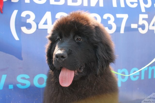 Фото: ньюфаундленд Ньюфорт Шарлотта Найт Ви