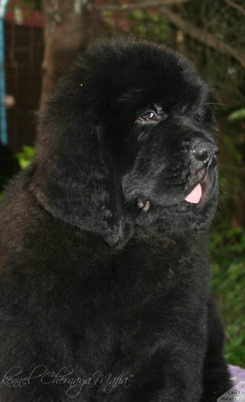 Фотография № 130602