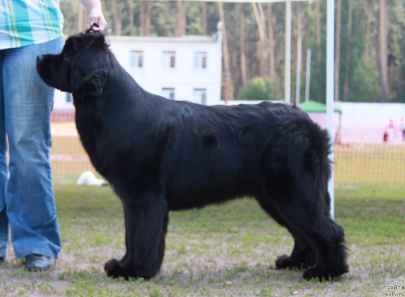 Фото: ньюфаундленд Акватория Келвин Тим Спирит