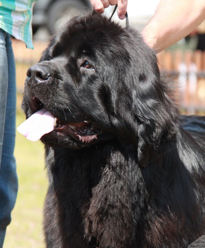 Фото: ньюфаундленд Акватория Келвин Тим Спирит