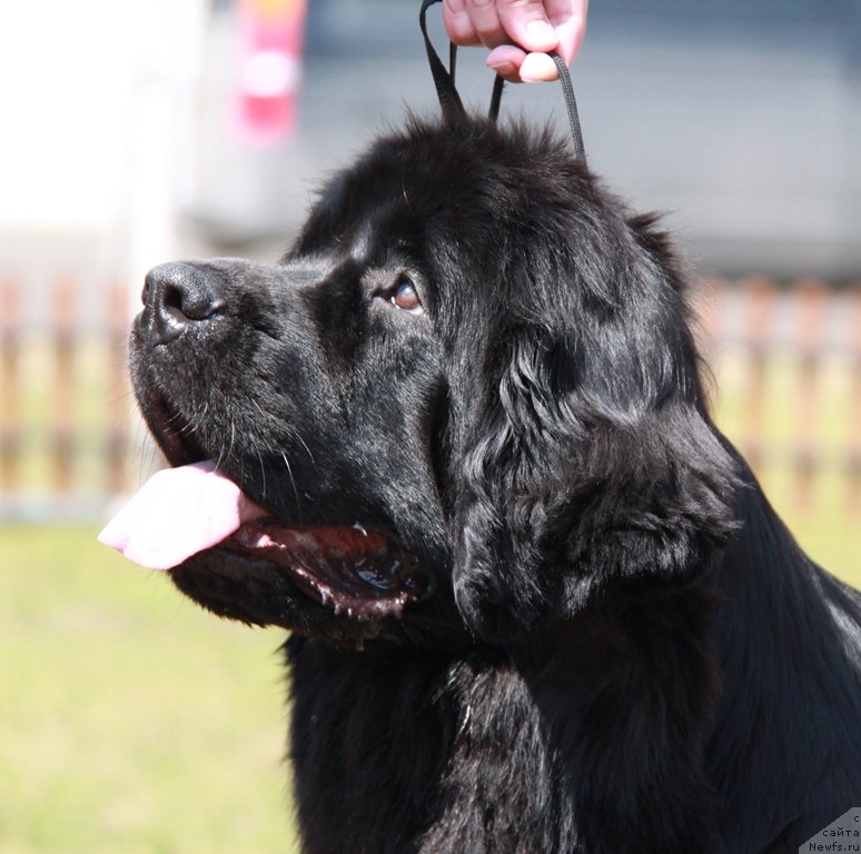 Фотография № 130621