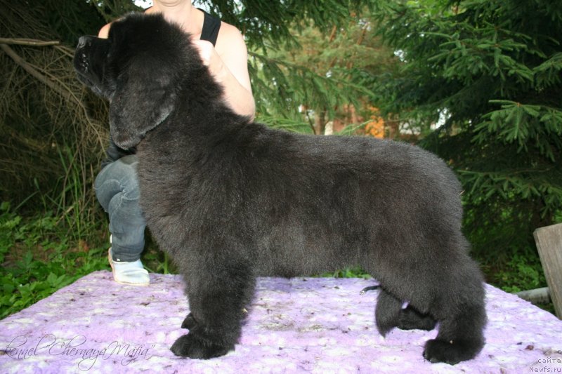 Фотография № 130627