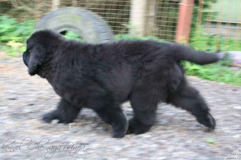 Фотография № 130629