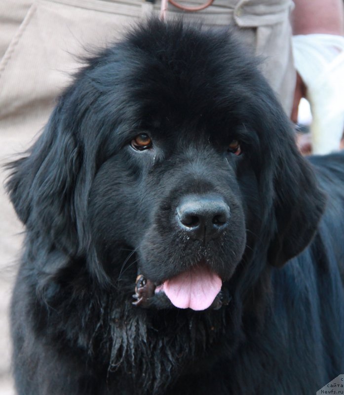 Фото: ньюфаундленд Бархатное Ушко