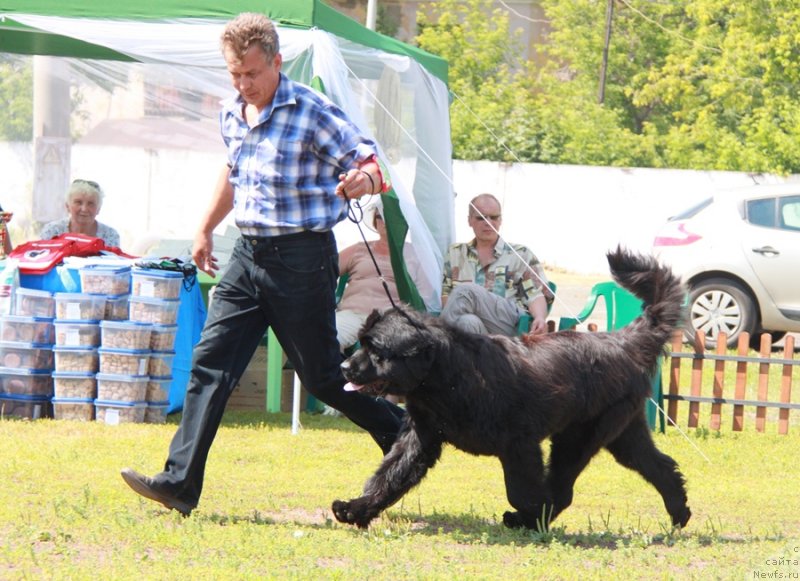 Фото: ньюфаундленд Акватория Келвин Урсула