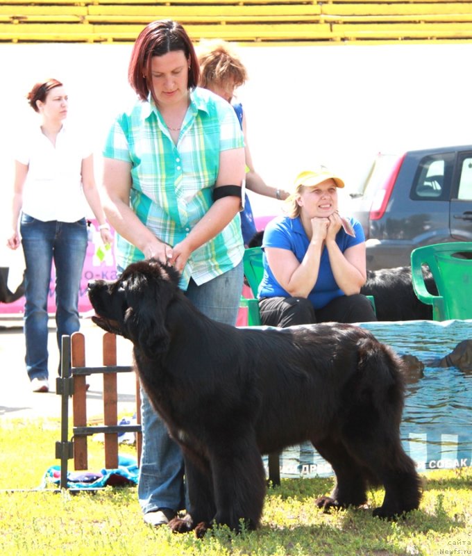Фото: ньюфаундленд Акватория Келвин Тим Спирит