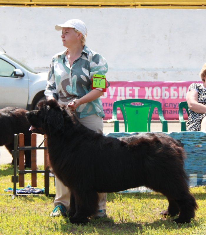 Фото: ньюфаундленд Акватория Келвин Заския