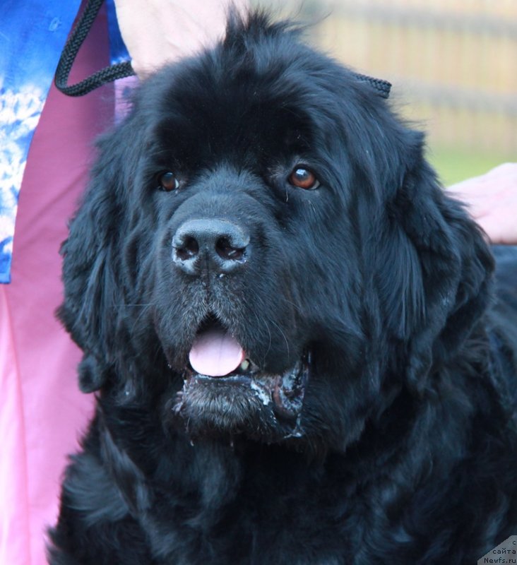 Фото: ньюфаундленд История Любви из Тихого Омута (Istoria Lubvi iz Tihogo Omuta)