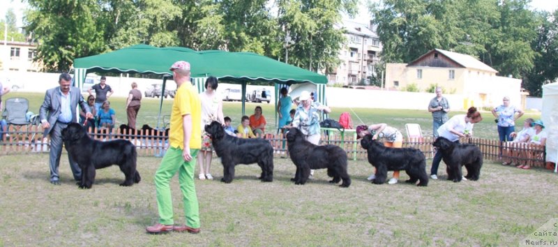 Фото: ньюфаундленд Звездный Дар Афродита (Zvezdnij Dar Afrodita), ньюфаундленд Transatlantika Nuo Ozo Kalvu, ньюфаундленд Акватория Келвин Ундиспьютид Винс (Aquatoriya Kelvin Undisputed Wins), ньюфаундленд Жемчужная Фантазия из Медвежьего Яра (Zhemchuzhnaya Fantazia iz Medvejyego Yara), ньюфаундленд Плюшевая Панда Удивительная Кейт (Plushevaya Panda Udivitelnaja Kejt)