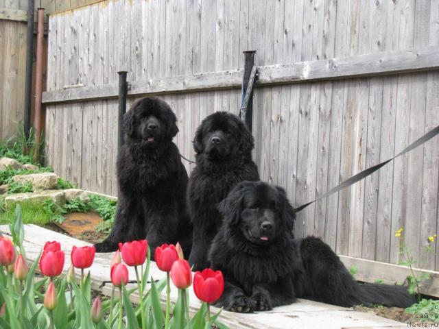 Фото: ньюфаундленд Альфа Рикардо, ньюфаундленд Амулет Любви и Счастья (Amulet Lyubvi i Schastya), ньюфаундленд Аквилегия Нежная