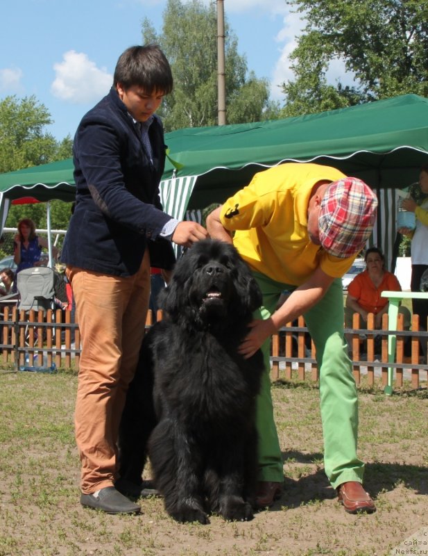 Фото: ньюфаундленд Ньюфорт Натали (Njufort Natali)