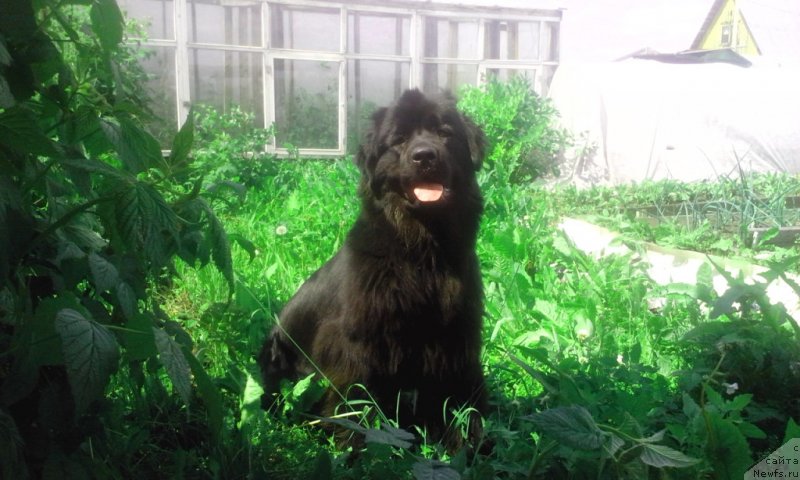 Фотография № 130668