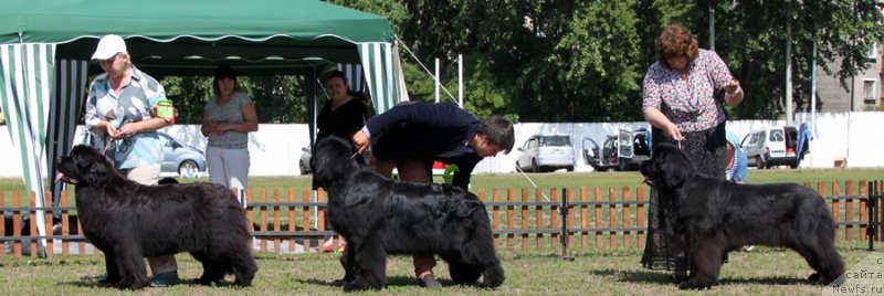 Фото: ньюфаундленд King of Helluland Just Love, ньюфаундленд Ньюфорт Натали (Njufort Natali), ньюфаундленд Радость Моя для Сибирского Медведя (Radost Moya Dlya Sibirskogo Medvedya)