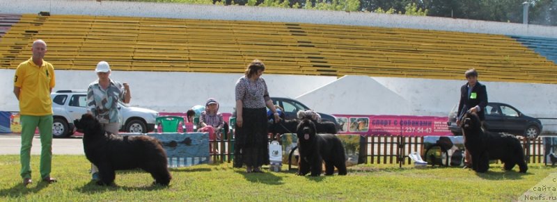 Фото: ньюфаундленд King of Helluland Just Love, ньюфаундленд Радость Моя для Сибирского Медведя (Radost Moya Dlya Sibirskogo Medvedya), ньюфаундленд Ньюфорт Натали (Njufort Natali)