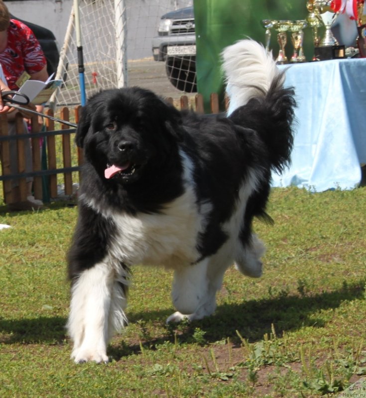 Фото: ньюфаундленд Супер Премиум Зиппи Сенсейшен