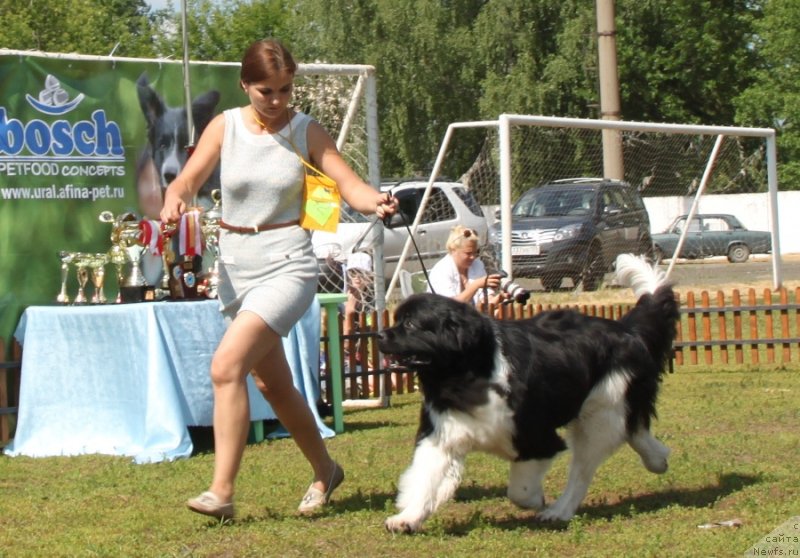 Фото: ньюфаундленд Супер Премиум Зиппи Сенсейшен