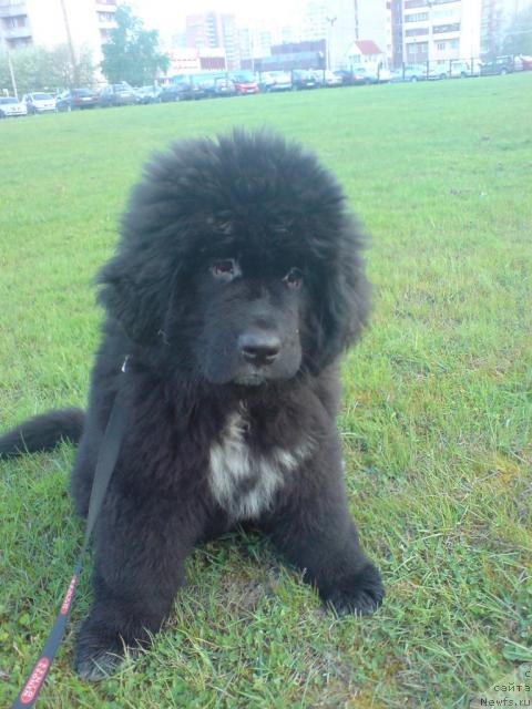 Фото: ньюфаундленд Питерньюф Жизнь Хороша (Piternyuf Zhizn' Horosha)