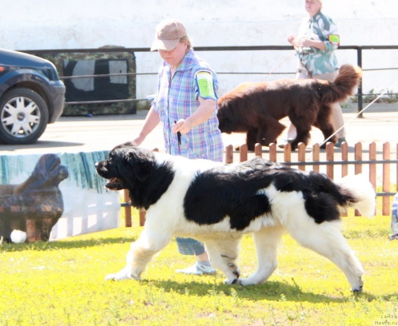 Фото: ньюфаундленд Супер Премиум Женева (Super Premium Zheneva)