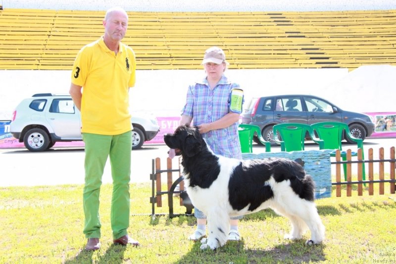 Фото: ньюфаундленд Супер Премиум Женева (Super Premium Zheneva)