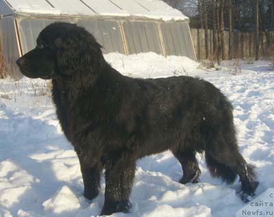 Фото: ньюфаундленд Чародейка Фабигги