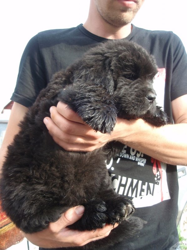 Фото: ньюфаундленд Дар Свезы Акуна Матата, ньюфаундленд Супер Премиум Брабус