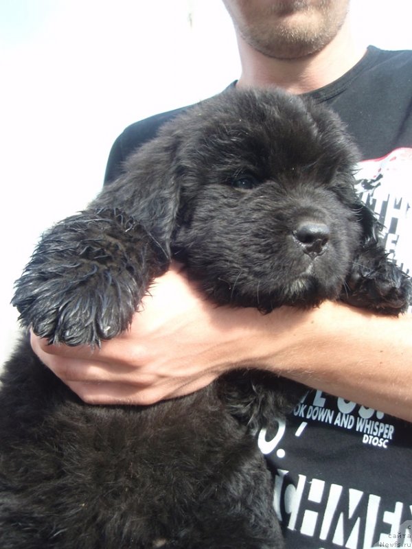 Фото: сын, ньюфаундленд Дар Свезы Акуна Матата, ньюфаундленд Супер Премиум Брабус