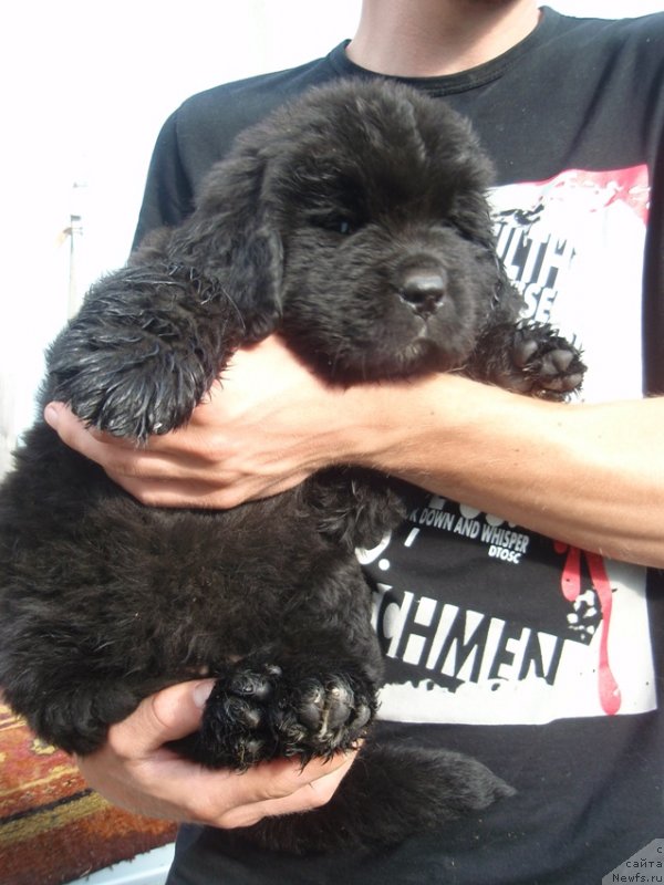 Фото: сын, ньюфаундленд Дар Свезы Акуна Матата, ньюфаундленд Супер Премиум Брабус