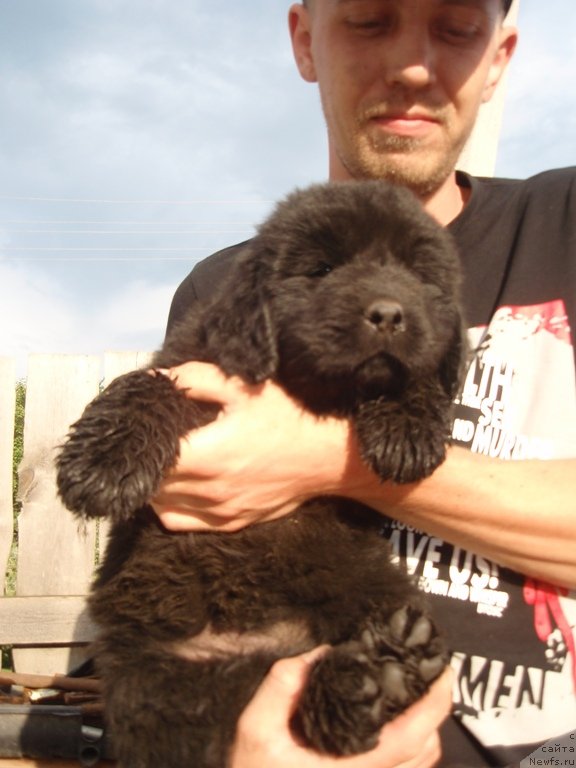 Фото: дочь, ньюфаундленд Дар Свезы Акуна Матата, ньюфаундленд Супер Премиум Брабус