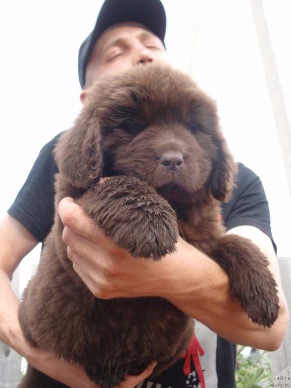 Фото: дочь, ньюфаундленд Дар Свезы Акуна Матата, ньюфаундленд Супер Премиум Брабус