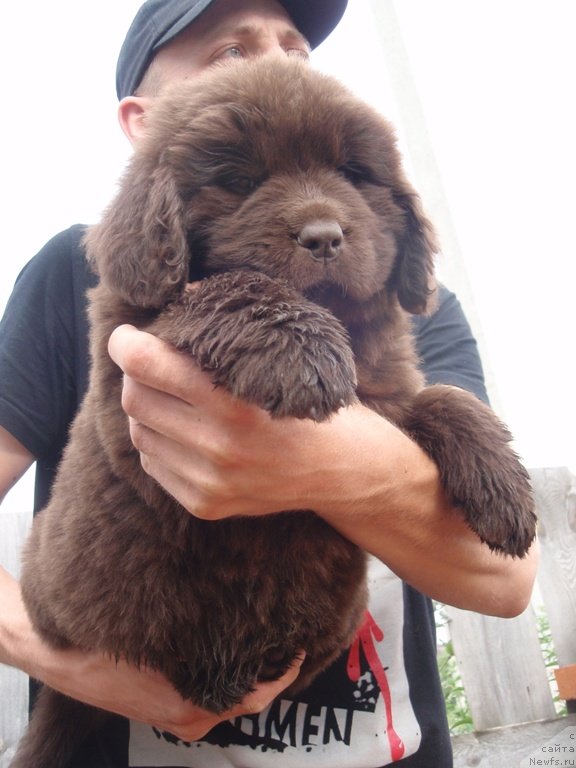 Фото: дочь, ньюфаундленд Дар Свезы Акуна Матата, ньюфаундленд Супер Премиум Брабус