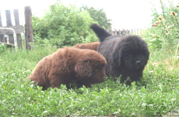 Фото: дети, ньюфаундленд Дар Свезы Акуна Матата