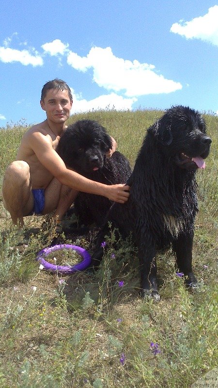 Фото: ньюфаундленд Vivat Brave Master Super Mishka, ньюфаундленд Баффи (Baffi)