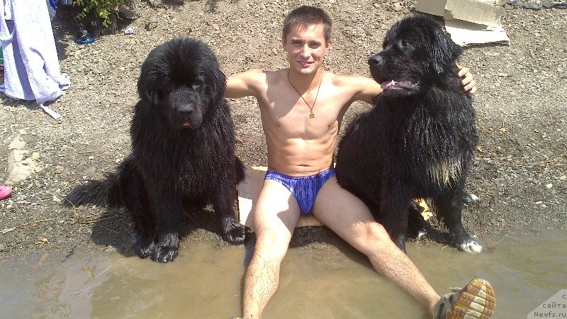 Фото: ньюфаундленд Vivat Brave Master Super Mishka, ньюфаундленд Баффи (Baffi)