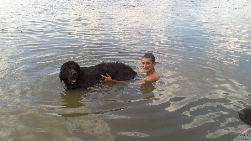 Фото: ньюфаундленд Арна (Arna)