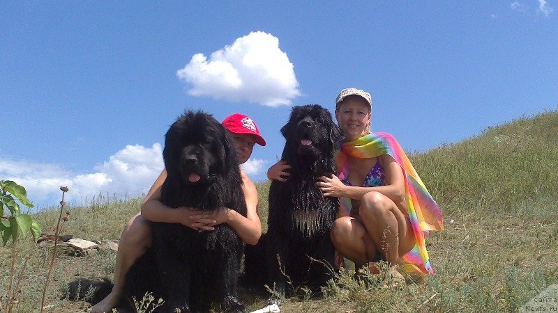 Фото: ньюфаундленд Vivat Brave Master Super Mishka, Ольга Малыхина, ньюфаундленд Баффи (Baffi), Наталья Афанасьева