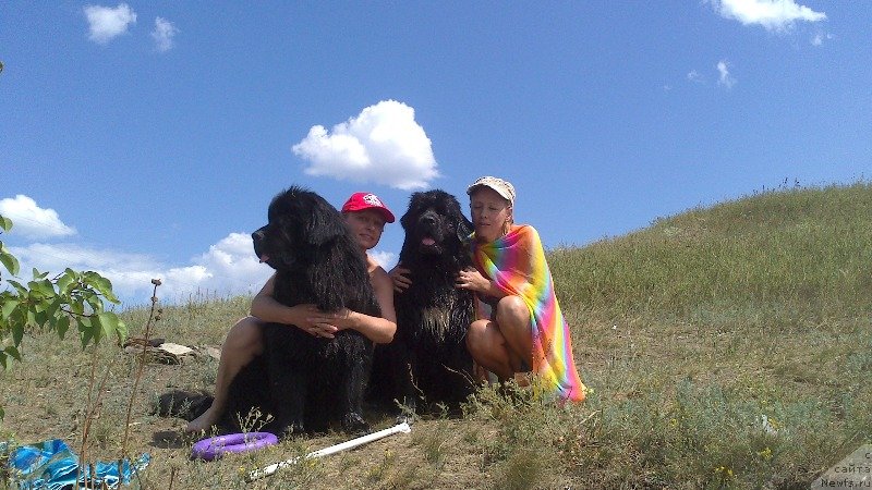 Фото: ньюфаундленд Vivat Brave Master Super Mishka, Ольга Малыхина, ньюфаундленд Баффи (Baffi), Наталья Афанасьева