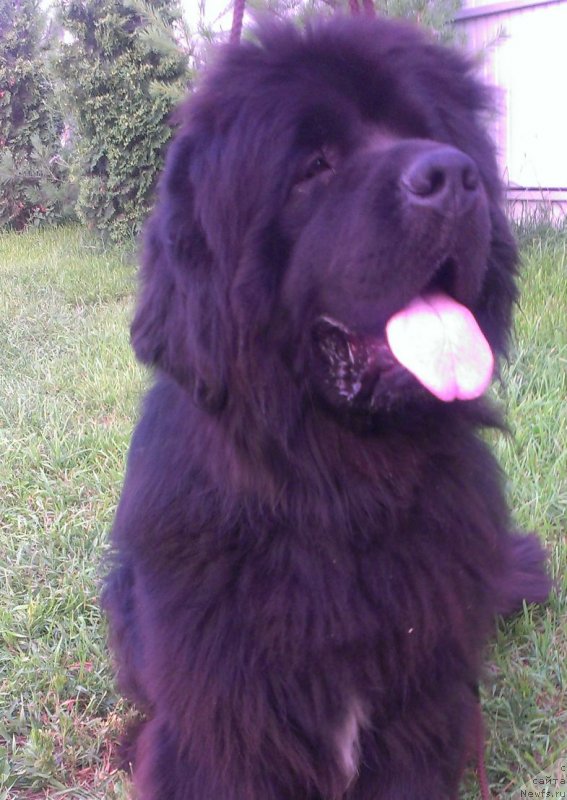 Фото: ньюфаундленд Сент Джонс Юкатан