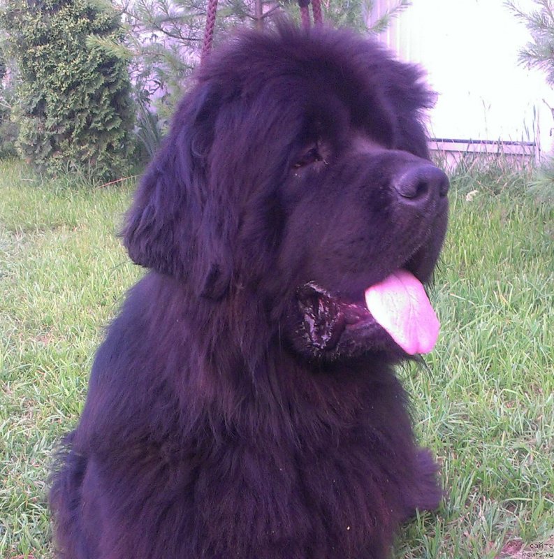 Фото: ньюфаундленд Сент Джонс Юкатан