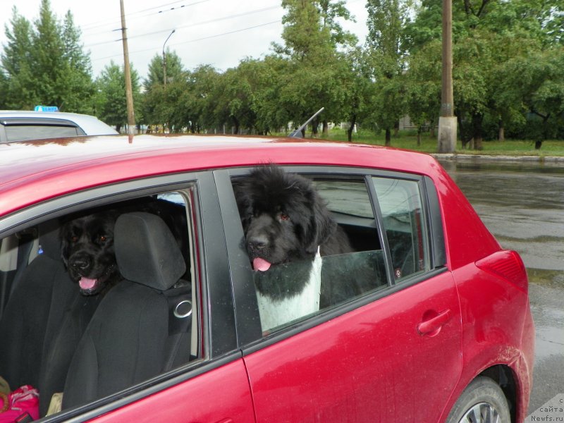 Фото: ньюфаундленд Баффи (Baffi), ньюфаундленд Vivat Brave Master Super Mishka